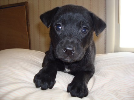 Puppy 1